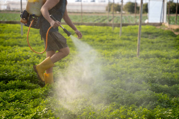 Best Affordable Pest Control Services  in Saltville, VA